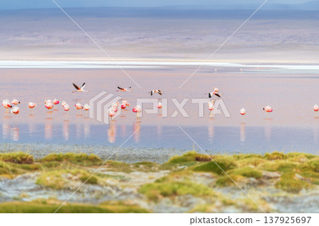 Serene flock of wild flamingos at Laguna Colorada in Bolivia 137925697