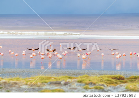 Serene flamingos flying over colorful water of Laguna Colorada Bolivia Serene flamingos flying over colorful water of Laguna Colorada Bolivia 137925698