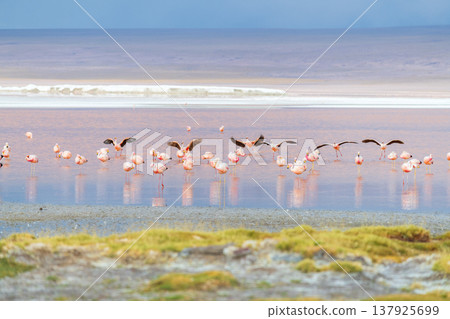 Serene flamingos fly over red water at Laguna Colorada in Bolivia 137925699