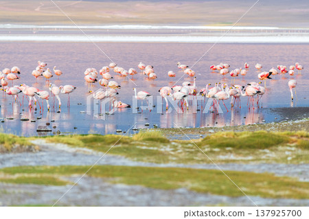 Serene flock of flamingos in colorful water of Laguna Colorada Bolivia Serene flock of flamingos in colorful water of Laguna Colorada Bolivia 137925700