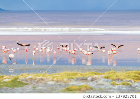 Beautiful flying flamingo at serene Laguna Colorada in Bolivia Beautiful flying flamingo at serene Laguna Colorada in Bolivia 137925701