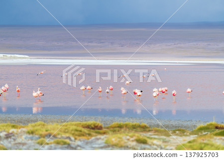 Serene flock of flamingo wading in colorful Laguna Colorada Bolivia Serene flock of flamingo wading in colorful Laguna Colorada Bolivia 137925703