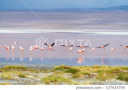 Serene flamingos flying over red Laguna Colorada in Bolivia Serene flamingos flying over red Laguna Colorada in Bolivia 137925704