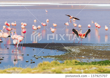 Majestic flamingo flock flying at Laguna Colorada in Bolivia beautiful nature landscape 137925707