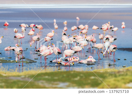 Peaceful flock of flamingo wading in water at Laguna Colorada Bolivia Peaceful flock of flamingo wading in water at Laguna Colorada Bolivia 137925710