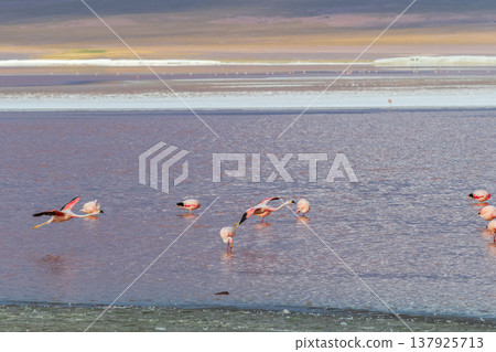 Peaceful pink flamingo flock in Laguna Colorada Bolivia water Peaceful pink flamingo flock in Laguna Colorada Bolivia water 137925713
