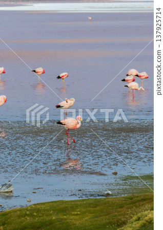 Serene flamingos wading in red lake of Laguna Colorada Bolivia 137925714