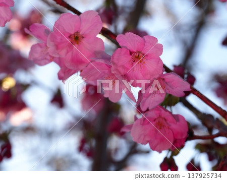Kawazu cherry blossoms to announce the arrival of spring Kawazu cherry blossoms to announce the arrival of spring 137925734