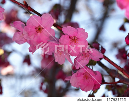 Plum blossoms telling the arrival of spring Plum blossoms telling the arrival of spring 137925735