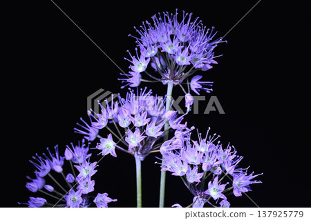 Noville Flower 137925779