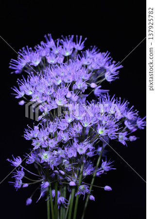Noville Flower Noville Flower 137925782