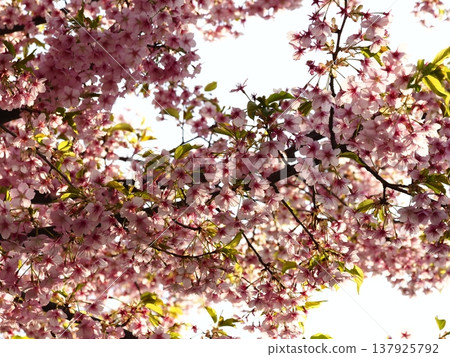 Cherry blossoms bathed in spring sunlight Cherry blossoms bathed in spring sunlight 137925792