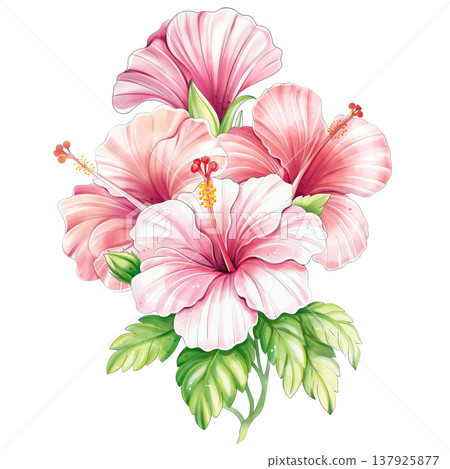 Hibiscus branch, pink and red flower bouquet watercolor tropical clipart isolated Hibiscus branch, pink and red flower bouquet watercolor tropical clipart isolated 137925877