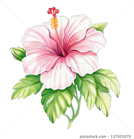 Pink hibiscus branch watercolor tropical botanical illustration isolated Pink hibiscus branch watercolor tropical botanical illustration isolated 137925878
