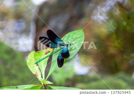 Ryukyu Damselfly (male) 137925945