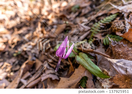 The dogtooth violet flowers that herald spring in the mountain village ~Spring ephemeral~ The dogtooth violet flowers that herald spring in the mountain village ~Spring ephemeral~ 137925951