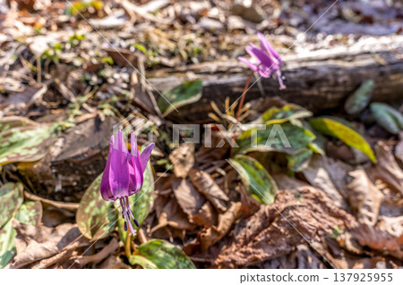 山村里，犬牙紫羅蘭花預示春天的到來~春日短暫~ 137925955