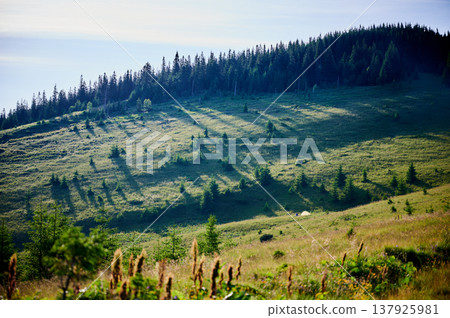 Tourist tent on grassy hillside, surrounded by lush green pine trees. Breathtaking view of distant blue mountains under clear sky, creating idyllic and serene camping spot. Tourist tent on grassy hillside, surrounded by lush green pine trees. Breathtaking view of distant blue mountains under clear sky, creating idyllic and serene camping spot. 137925981