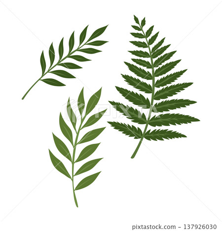 Forest Fern Frond Green Botanical Element Vector Illustration Forest Fern Frond Green Botanical Element Vector Illustration 137926030