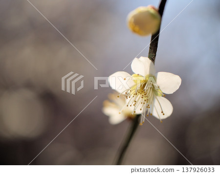 White plum blossoms, known as "Chasei-ka," bloomed beautifully on a sunny March day. White plum blossoms, known as "Chasei-ka," bloomed beautifully on a sunny March day. 137926033