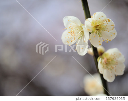 White plum blossoms, known as "Chasei-ka," bloomed beautifully on a sunny March day. White plum blossoms, known as "Chasei-ka," bloomed beautifully on a sunny March day. 137926035
