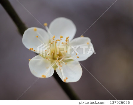 White plum blossoms, known as "Chasei-ka," bloomed beautifully on a sunny March day. White plum blossoms, known as "Chasei-ka," bloomed beautifully on a sunny March day. 137926036