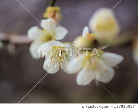 White plum blossoms, known as "Chasei-ka," bloomed beautifully on a sunny March day. White plum blossoms, known as "Chasei-ka," bloomed beautifully on a sunny March day. 137926037