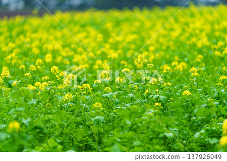 芥菜花在北海道東部的田野上盛開，在雨中構成了一幅美麗的鄉村景色。 137926049