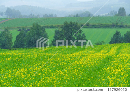 芥菜花在北海道東部的田野上盛開，在雨中構成了一幅美麗的鄉村景色。 137926050