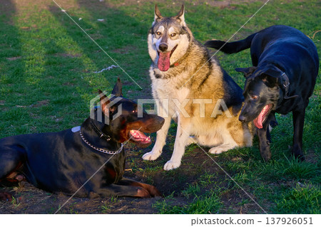Three dog friends are having fun on a walk 137926051