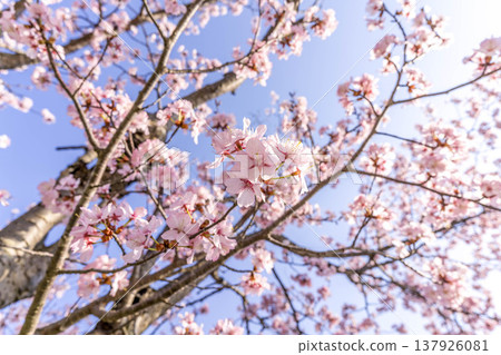Cherry blossoms swaying in the spring breeze 137926081