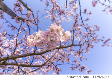 Cherry blossoms swaying in the spring breeze Cherry blossoms swaying in the spring breeze 137926083