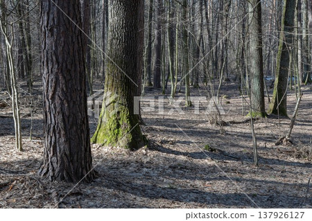 A sunny forest with bare trees and moss-covered trunks. A sunny forest with bare trees and moss-covered trunks. 137926127