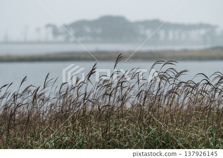 The wetlands of the Notsuke Peninsula shrouded in stormy weather: a fantastical natural landscape created by fog and wind. The wetlands of the Notsuke Peninsula shrouded in stormy weather: a fantastical natural landscape created by fog and wind. 137926145
