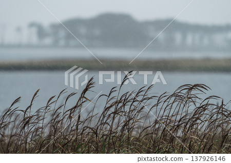 野付半島的濕地籠罩在暴風雨的天氣中:霧氣和狂風造就了奇幻的自然景觀。 野付半島的濕地籠罩在暴風雨的天氣中:霧氣和狂風造就了奇幻的自然景觀。 137926146