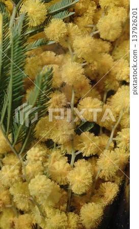 Close-up of bright yellow mimosa flowers alongside green fern leaves, showcasing a vibrant natural arrangement with intricate details and textures Close-up of bright yellow mimosa flowers alongside green fern leaves, showcasing a vibrant natural arrangement with intricate details and textures 137926201
