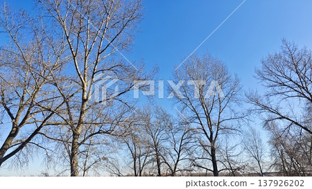 Leafless trees stretch towards a clear blue sky in a winter landscape, highlighting the seasonal transition and the beauty of nature Leafless trees stretch towards a clear blue sky in a winter landscape, highlighting the seasonal transition and the beauty of nature 137926202