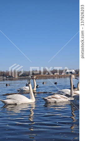 Group of white swans swimming gracefully on a calm lake with clear blue sky and distant trees and buildings visible along the shoreline 137926203