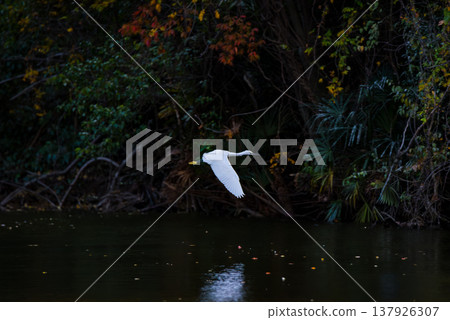 Little egrets flying over a dark pond in autumn 137926307