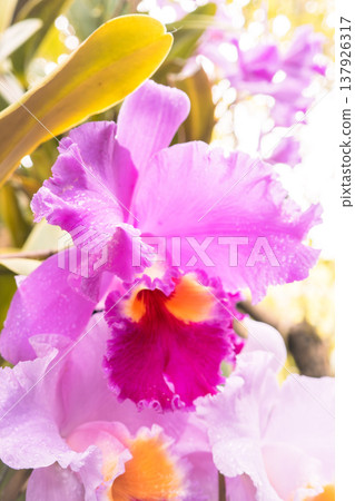 Orchid, Cattleya, Pink orchid, 兰 (lan) 137926317