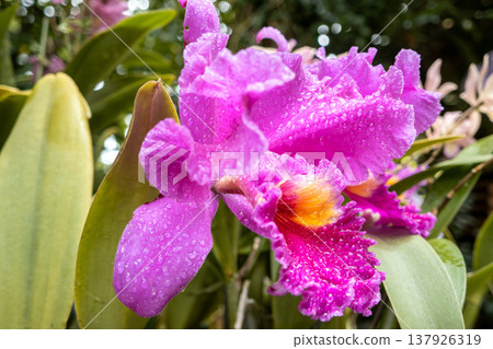 Orchid, Cattleya, Pink orchid, 兰 (lan) 137926319