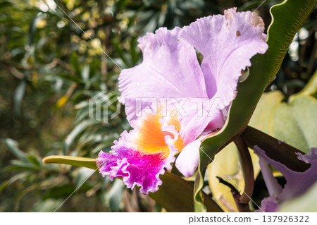Orchid, Cattleya, Pink orchid, 兰 (lan) Orchid, Cattleya, Pink orchid, 兰 (lan) 137926322