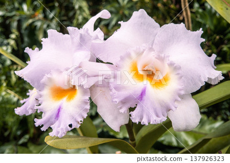 Orchid, Cattleya, Pink orchid, 兰 (lan) 137926323