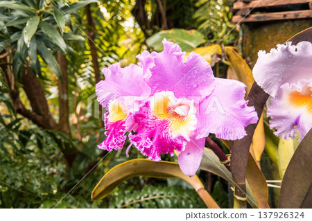 蘭花 卡特蘭 Pink orchid 蘭 らん 蘭花 卡特蘭 Pink orchid 蘭 らん 137926324