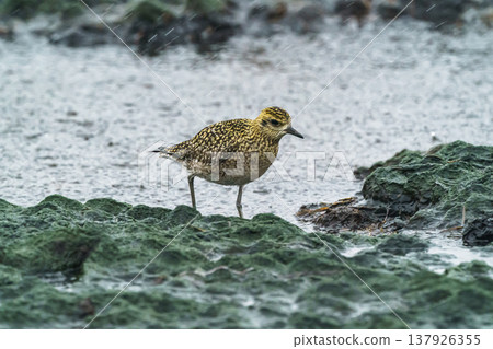 太平洋金斑鴴,一種生活在北海道野付半島的野生鳥類,在暴風雨天氣中棲息於濕地。 太平洋金斑鴴,一種生活在北海道野付半島的野生鳥類,在暴風雨天氣中棲息於濕地。 137926355