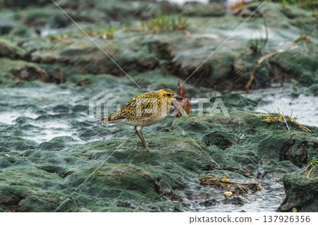 太平洋金斑鴴,一種生活在北海道野付半島的野生鳥類,在暴風雨天氣中棲息於濕地。 太平洋金斑鴴,一種生活在北海道野付半島的野生鳥類,在暴風雨天氣中棲息於濕地。 137926356