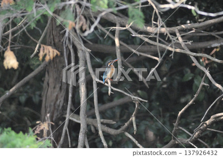 Kingfisher (Kawasemi) - Saitama Prefecture, Sayama City, Chikozan Park - Mating 137926432
