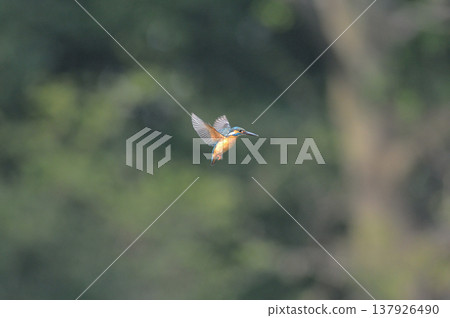 翠鳥(川瀨美) - 埼玉縣狹山市智高山公園 - 盤旋 翠鳥(川瀨美) - 埼玉縣狹山市智高山公園 - 盤旋 137926490