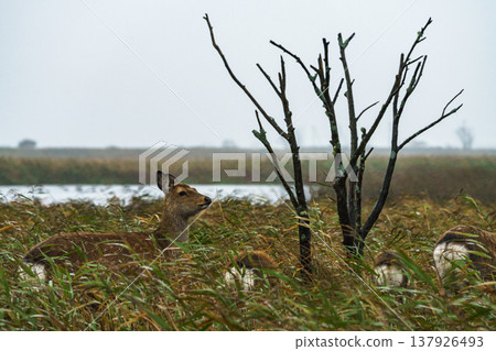 Ezo deer blending into the grasslands of the Notsuke Peninsula in Hokkaido: A natural landscape in stormy weather. Ezo deer blending into the grasslands of the Notsuke Peninsula in Hokkaido: A natural landscape in stormy weather. 137926493