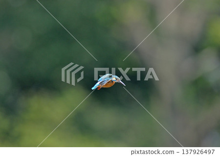 翠鳥（川瀨美） - 埼玉縣狹山市智高山公園 - 盤旋 137926497